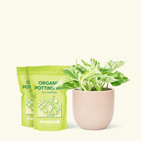 Medium Pothos 'Marble Queen' (Epipremnum aureum) in a pink rounded pot and two bag of soil.
