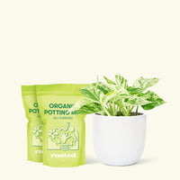 Medium Pothos 'Marble Queen' (Epipremnum aureum) in a white rounded pot and two bag of soil.