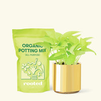Small Neon Pothos (Epipremnum aureum) in a gold cylinder pot and a bag of soil.