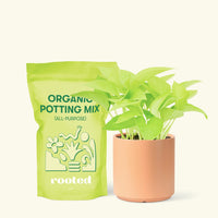 Small Neon Pothos (Epipremnum aureum) in a peach cylinder pot and a bag of soil.