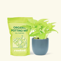 Small Neon Pothos (Epipremnum aureum) in a indigo rounded pot and a bag of soil.