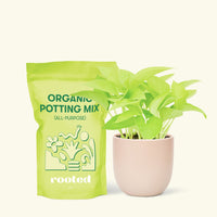 Small Neon Pothos (Epipremnum aureum) in a pink rounded pot and a bag of soil.