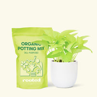 Small Neon Pothos (Epipremnum aureum) in a white rounded pot and a bag of soil.