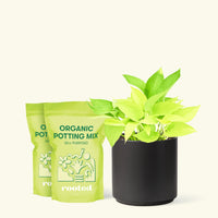 Medium Neon Pothos (Epipremnum aureum) in a black cylinder pot and two bag of soil.