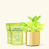 Medium Neon Pothos (Epipremnum aureum) in a gold cylinder pot and two bag of soil.