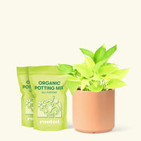 Medium Neon Pothos (Epipremnum aureum) in a peach cylinder pot and two bag of soil.