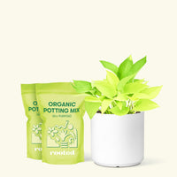 Medium Neon Pothos (Epipremnum aureum) in a white cylinder pot and two bag of soil.