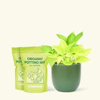 Medium Neon Pothos (Epipremnum aureum) in a green rounded pot and two bag of soil.