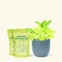 Medium Neon Pothos (Epipremnum aureum) in a indigo rounded pot and two bag of soil.