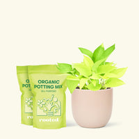 Medium Neon Pothos (Epipremnum aureum) in a pink rounded pot and two bag of soil.