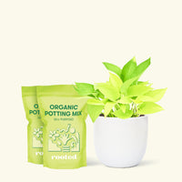 Medium Neon Pothos (Epipremnum aureum) in a white rounded pot and two bag of soil.