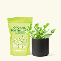 Small Pothos 'Pearl and Jade' (Epipremnum Aureum) in a black cylinder pot and a bag of soil.