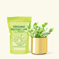 Small Pothos 'Pearl and Jade' (Epipremnum Aureum) in a gold cylinder pot and a bag of soil.