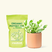 Small Pothos 'Pearl and Jade' (Epipremnum Aureum) in a peach cylinder pot and a bag of soil.