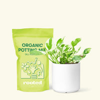 Small Pothos 'Pearl and Jade' (Epipremnum Aureum) in a white cylinder pot and a bag of soil.