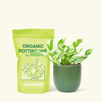 Small Pothos 'Pearl and Jade' (Epipremnum Aureum) in a green rounded pot and a bag of soil.