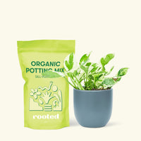 Small Pothos 'Pearl and Jade' (Epipremnum Aureum) in a indigo rounded pot and a bag of soil.