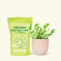 Small Pothos 'Pearl and Jade' (Epipremnum Aureum) in a pink rounded pot and a bag of soil.