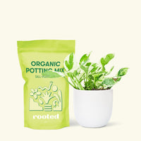 Small Pothos 'Pearl and Jade' (Epipremnum Aureum) in a white rounded pot and a bag of soil.