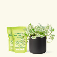 Medium Pothos 'Pearls and Jade' (Epipremnum aureum) in a black cylinder pot and two bag of soil.