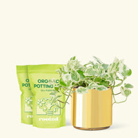 Medium Pothos 'Pearls and Jade' (Epipremnum aureum) in a gold cylinder pot and two bag of soil.