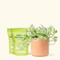 Medium Pothos 'Pearls and Jade' (Epipremnum aureum) in a peach cylinder pot and two bag of soil.
