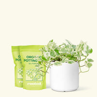 Medium Pothos 'Pearls and Jade' (Epipremnum aureum) in a white cylinder pot and two bag of soil.