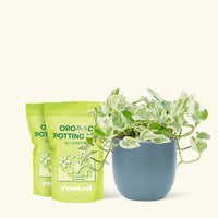 Medium Pothos 'Pearls and Jade' (Epipremnum aureum) in a indigo rounded pot and two bag of soil.