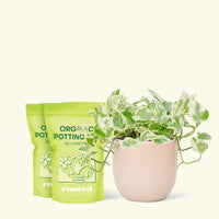Medium Pothos 'Pearls and Jade' (Epipremnum aureum) in a pink rounded pot and two bag of soil.
