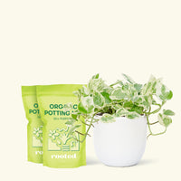 Medium Pothos 'Pearls and Jade' (Epipremnum aureum) in a white rounded pot and two bag of soil.