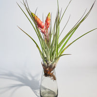 Francisco Plant Rooted