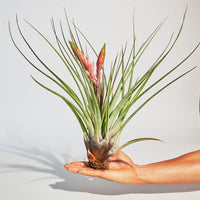 Francisco Plant Rooted