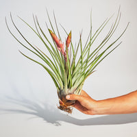 Francisco Plant Rooted LG