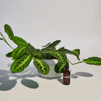 Spray Bottle Accessory Rooted