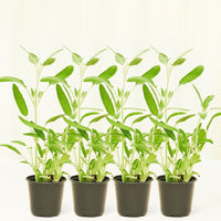 Sage 4-Pack Plant Rooted