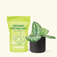 Small Silver Philodendron (Scindapsus pictus 'Exotica') in a grow pot. in a black cylinder pot and a bag of soil.