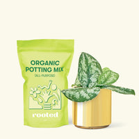 Small Silver Philodendron (Scindapsus pictus 'Exotica') in a grow pot. in a gold cylinder pot and a bag of soil.