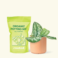 Small Silver Philodendron (Scindapsus pictus 'Exotica') in a grow pot. in a peach cylinder pot and a bag of soil.