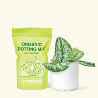 Small Silver Philodendron (Scindapsus pictus 'Exotica') in a grow pot. in a white cylinder pot and a bag of soil.