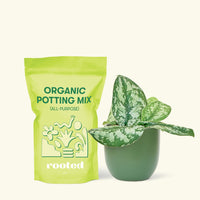 Small Silver Philodendron (Scindapsus pictus 'Exotica') in a grow pot. in a green rounded pot and a bag of soil.