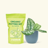 Small Silver Philodendron (Scindapsus pictus 'Exotica') in a grow pot. in a indigo rounded pot and a bag of soil.