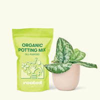 Small Silver Philodendron (Scindapsus pictus 'Exotica') in a grow pot. in a pink rounded pot and a bag of soil.