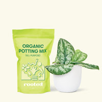 Small Silver Philodendron (Scindapsus pictus 'Exotica') in a grow pot. in a white rounded pot and a bag of soil.