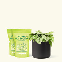 Medium Silver Pothos 'Exotica' (Scindapsus pictus 'Exotica') in a black cylinder pot and two bag of soil.