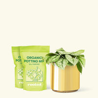 Medium Silver Pothos 'Exotica' (Scindapsus pictus 'Exotica') in a gold cylinder pot and two bag of soil.