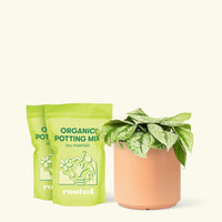 Medium Silver Pothos 'Exotica' (Scindapsus pictus 'Exotica') in a peach cylinder pot and two bag of soil.