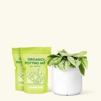 Medium Silver Pothos 'Exotica' (Scindapsus pictus 'Exotica') in a white cylinder pot and two bag of soil.