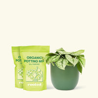 Medium Silver Pothos 'Exotica' (Scindapsus pictus 'Exotica') in a green rounded pot and two bag of soil.