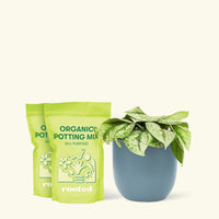 Medium Silver Pothos 'Exotica' (Scindapsus pictus 'Exotica') in a indigo rounded pot and two bag of soil.