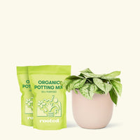 Medium Silver Pothos 'Exotica' (Scindapsus pictus 'Exotica') in a pink rounded pot and two bag of soil.